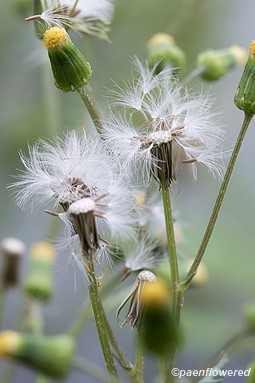 Flowers and seeds